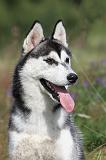SIBERIAN HUSKY 284